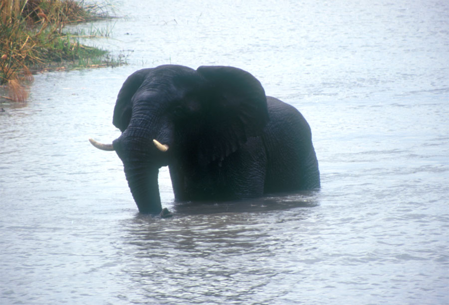 Elefant badet im Fluss