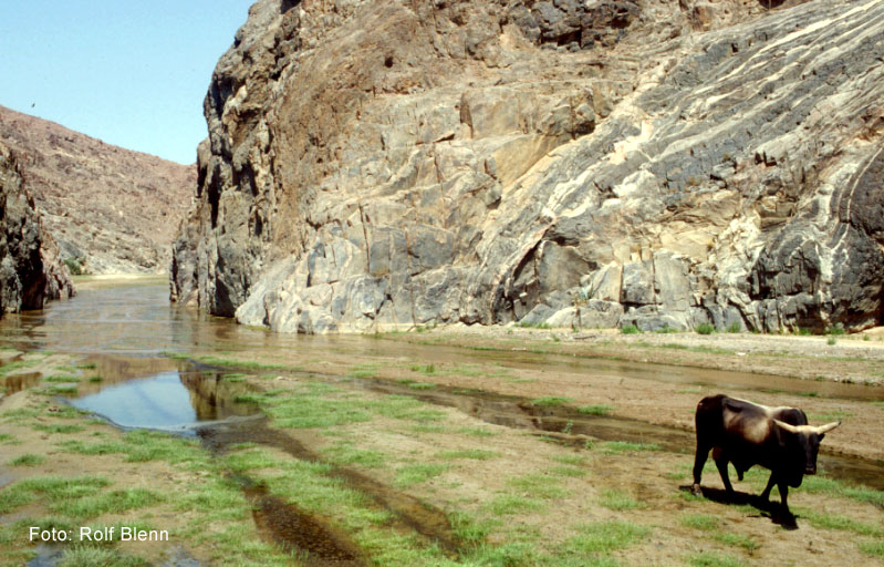 Ausgetrocknetes Flussbett im Kaokoveld, Namibia, Afrika