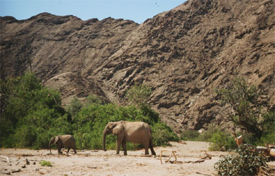 Wüstenelefanten im Kaokoveld