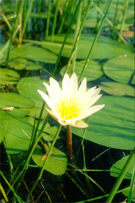 Seerose im Okavango Delta, Botswana, Afrika