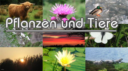 Hintergrundbilder Pflanzen und Tiere