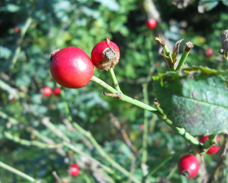 Beeren