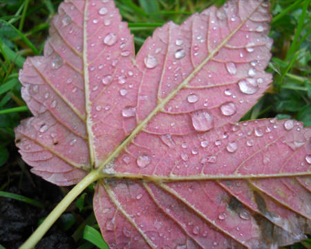 blatt mit wassertropfen