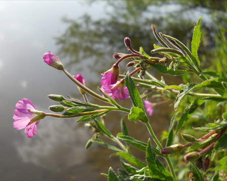 blumen_am_wasser