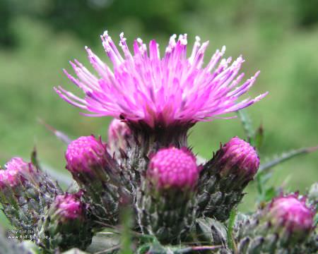 Distel in der Eifel