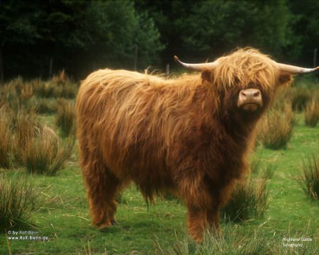 Highland Cattle Schottland