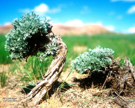 Natuerlicher Bonsai