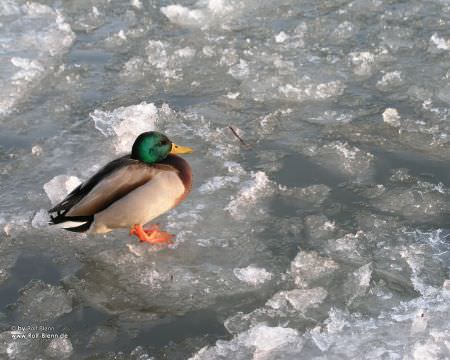 Rhein-Herne-Kanal