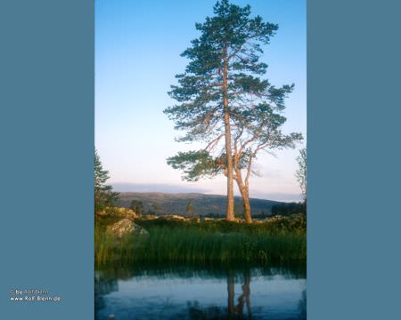 Baum in Schweden