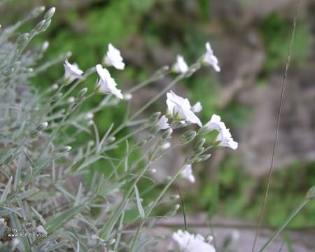 Weisse Blumen