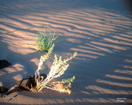 Wueste Gobi Mongolei