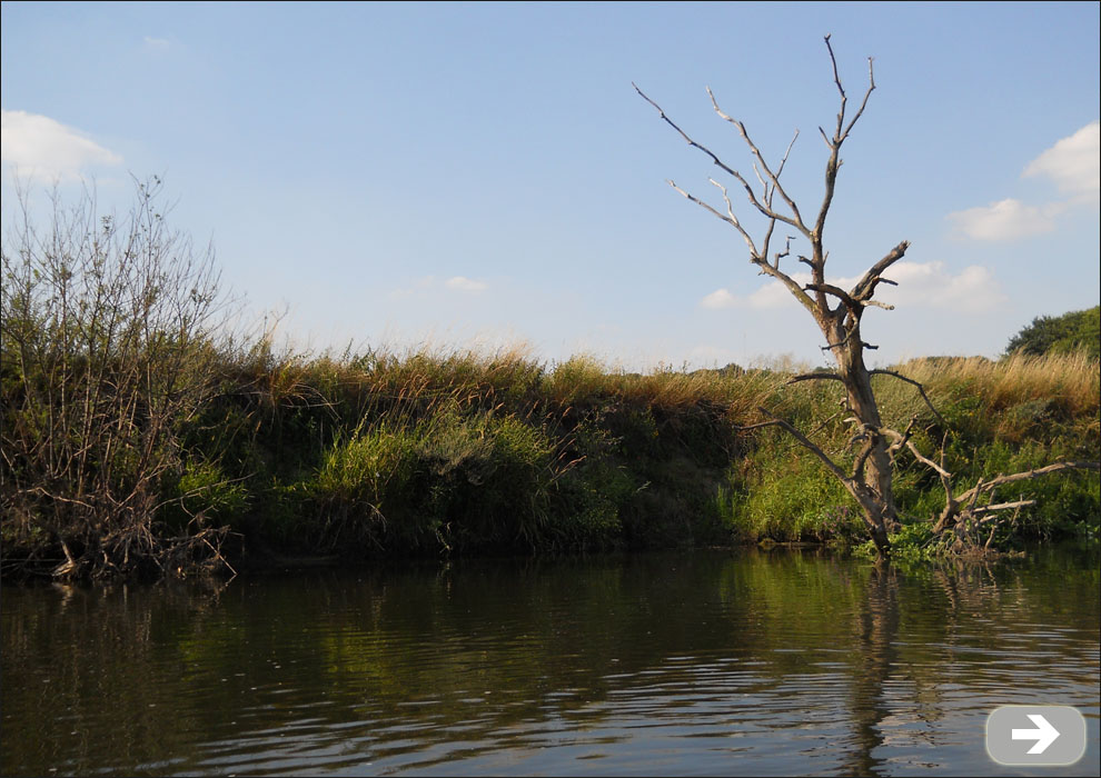 Abgestorbener Baum am Wasser