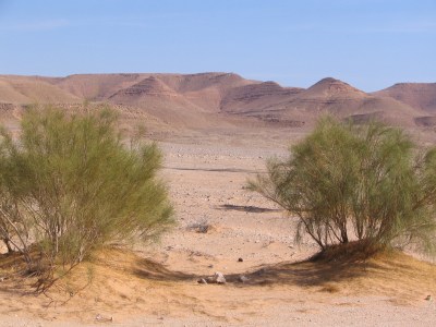 Gebüsch in der Wüste