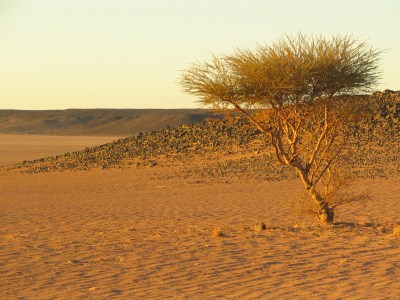 Einsamer Baum in der Sahara