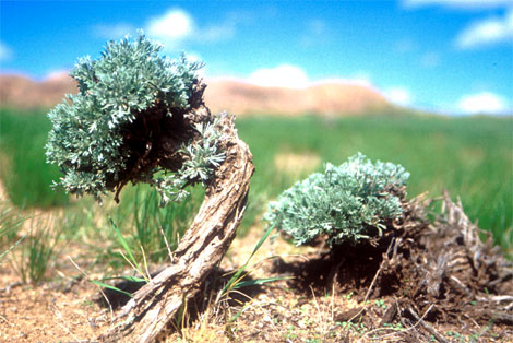 natrlicher bonsai