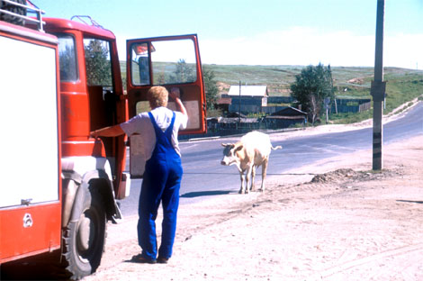 kuh auf der strasse