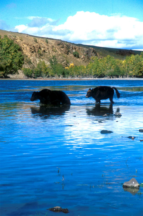 Yaks im Wasser